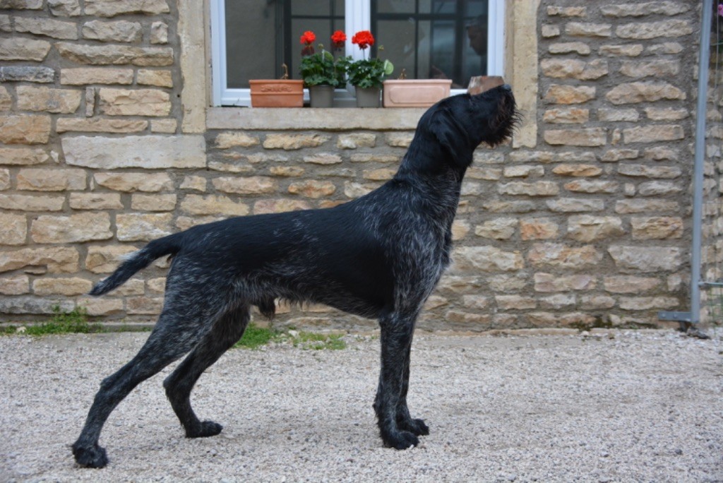 Ted Des Grands Bois De Sologne