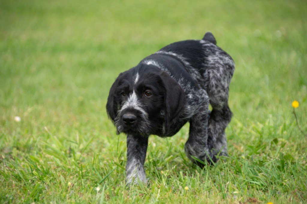 Des Grands Bois De Sologne - Chien d'arrêt allemand à poil dur - Portée née le 19/02/2024